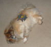 Filename=The_Red_Eyed_Wooly_Spider_Attacks_-_InvisibleCoinBlock.png
Filesize=478KiB
Dimensions=1024x943
Date added=Apr 05, 2010 The_Red_Eyed_Wooly_Spider_Attacks_-_InvisibleCoinBlock.png
